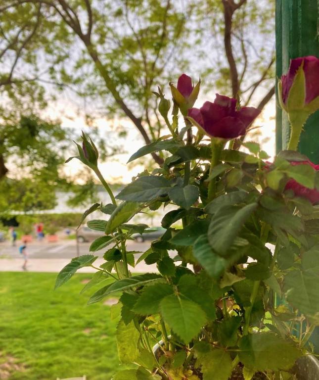 APARTMAN MAZALIN room 1